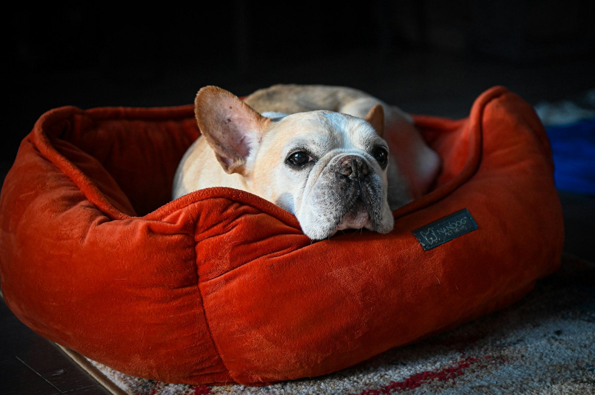 a small dog laying in a red dog bed